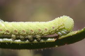 Tobacco hornworm larva