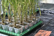 Rice plants in the green house