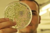 Arabdiopsis thaliana on agar plates