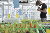 Arabidopsis thaliana in the green house