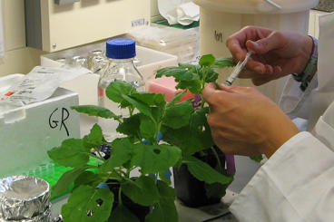 DRS plant sciences